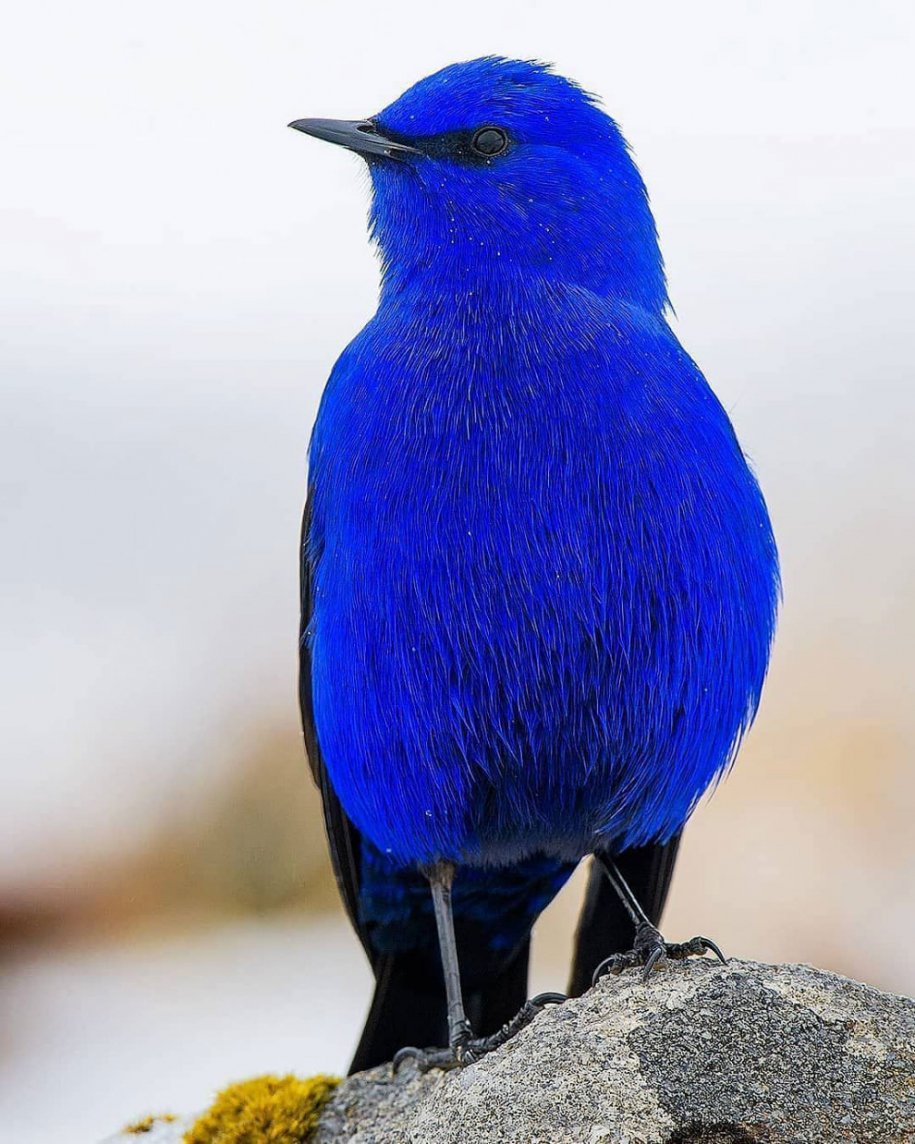 Синяя птица голубая Грандала