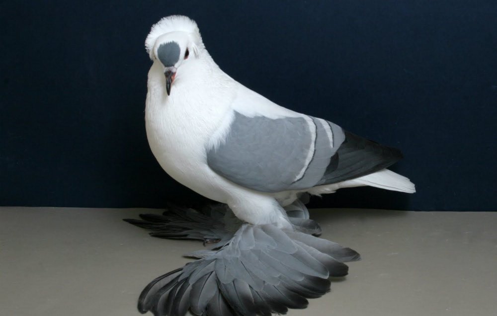 Modena Pigeon