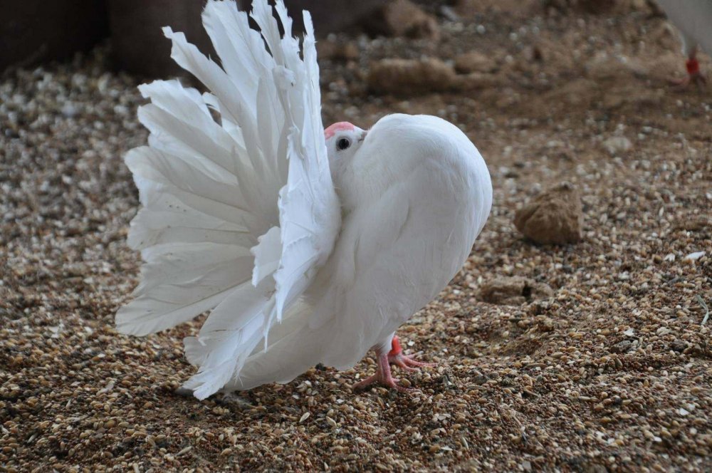 Белые голуби породы Павлин
