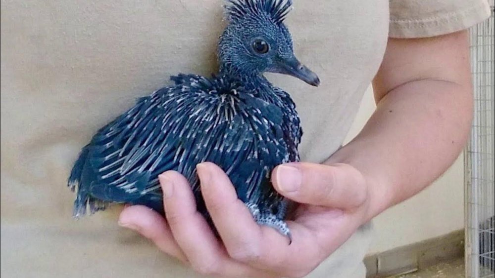 Веероносный венценосный голубь Размеры