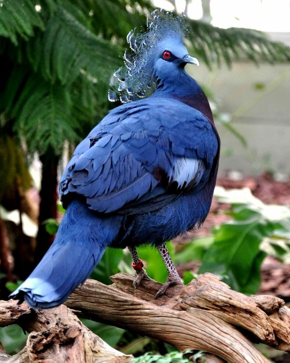 Веероносный венценосный голубь Goura Victoria