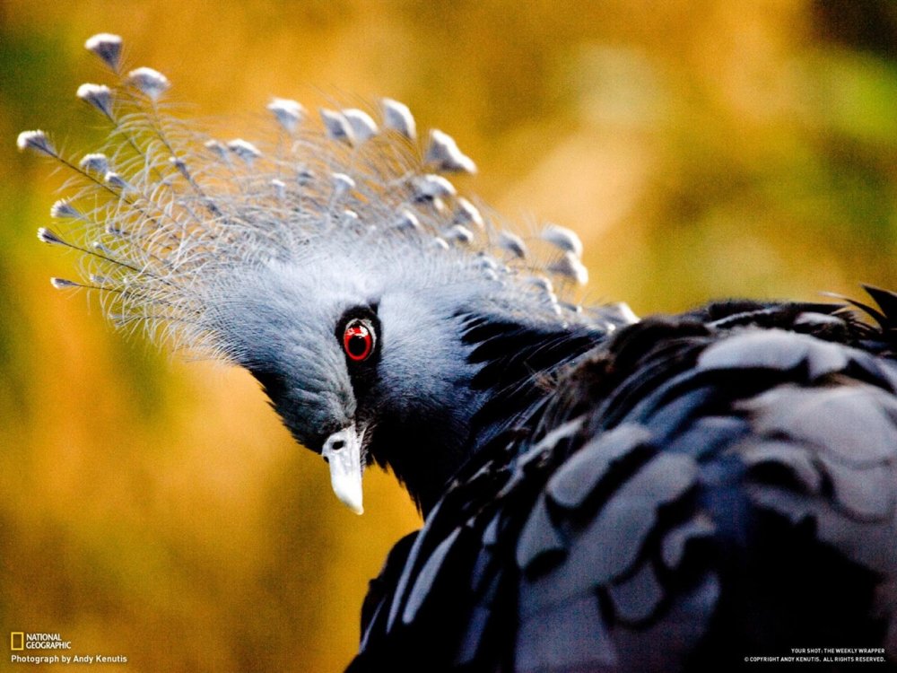Венценосный голубь Виктория. National Geographic