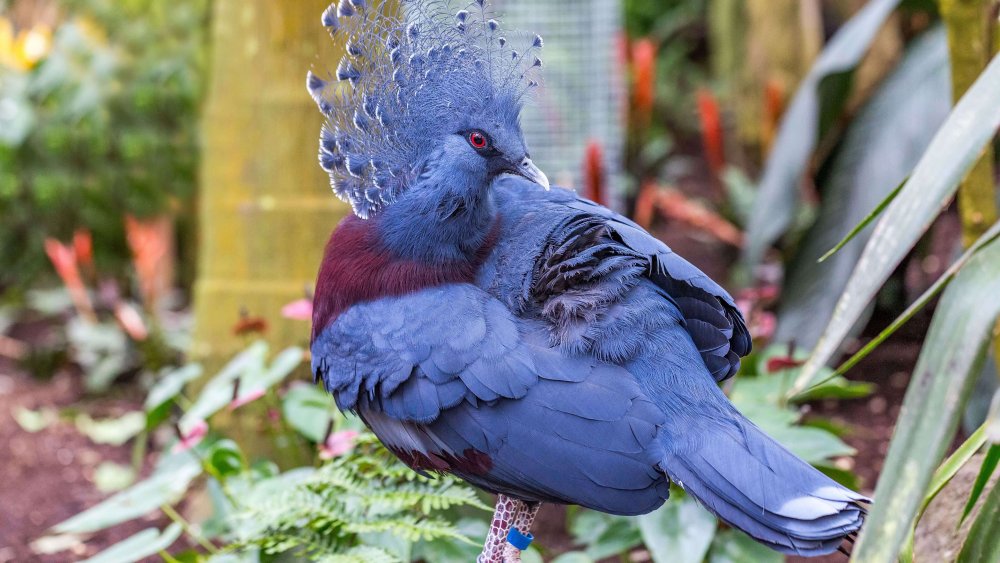 Голубохохлый венценосный голубь