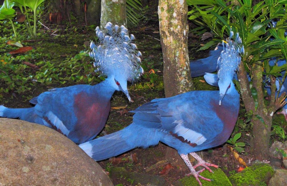 Австралия венценосный голубь