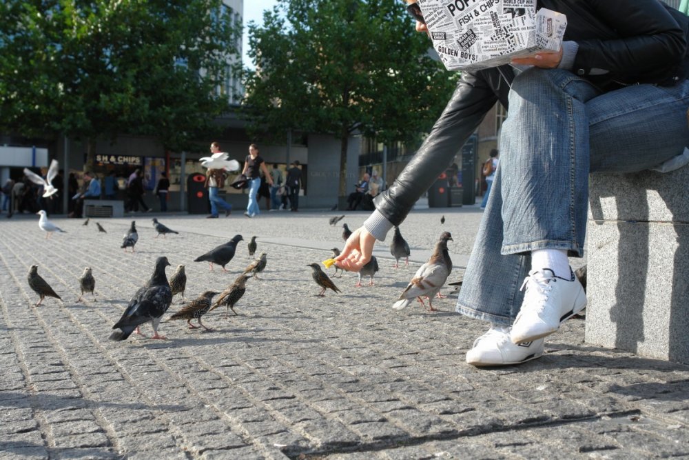 Птицы на площади