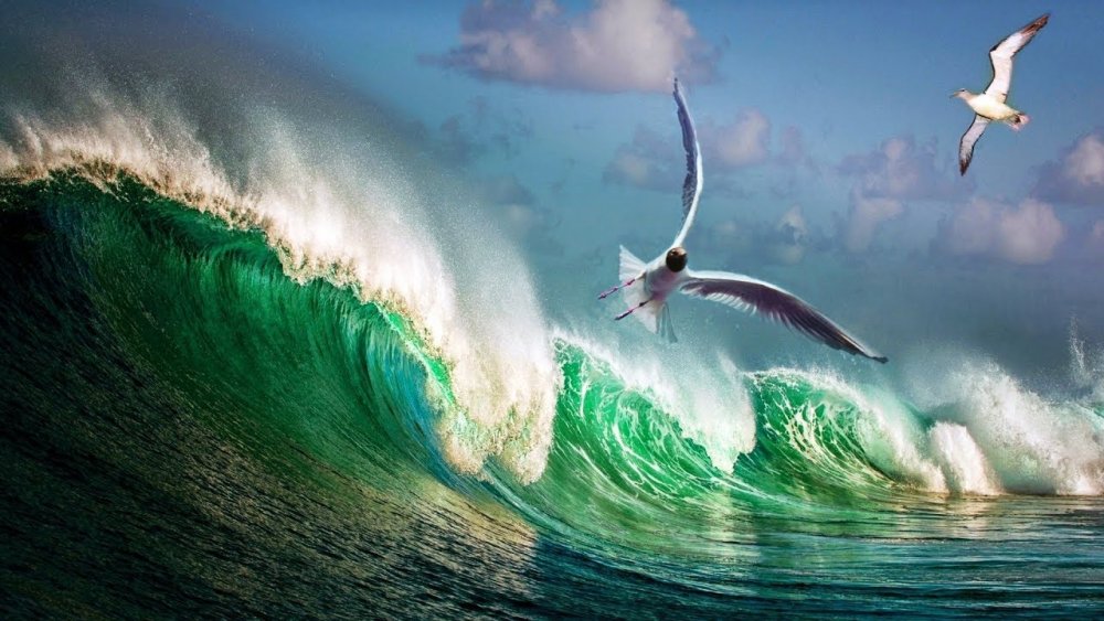 Море волны птицы