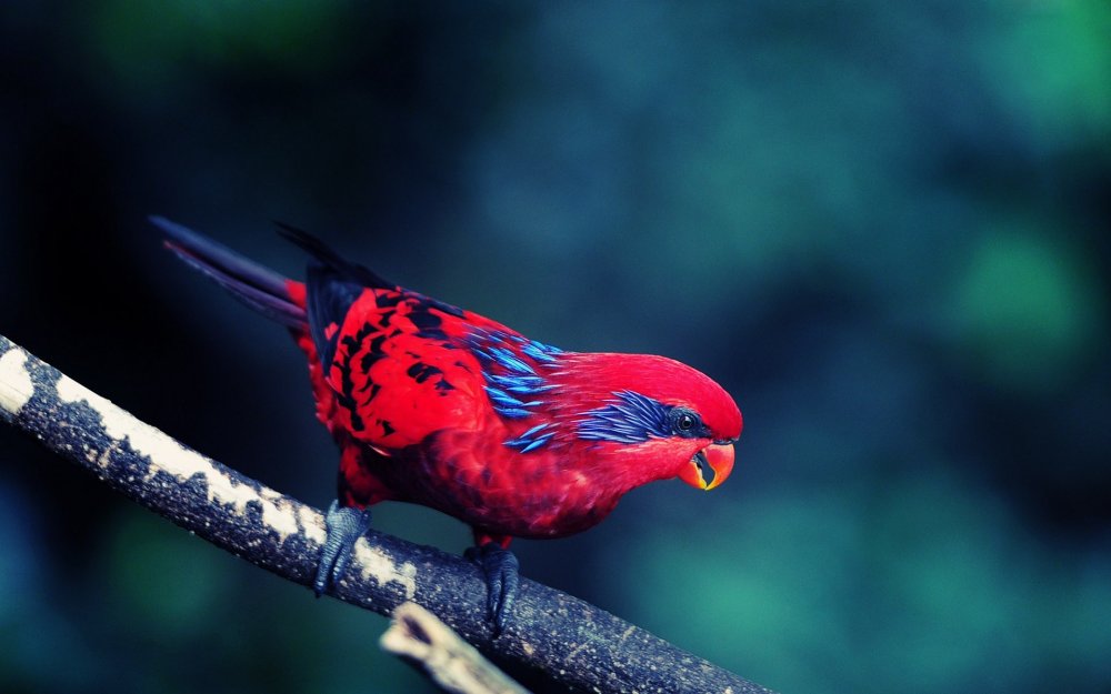 Красный попугай Кардинал