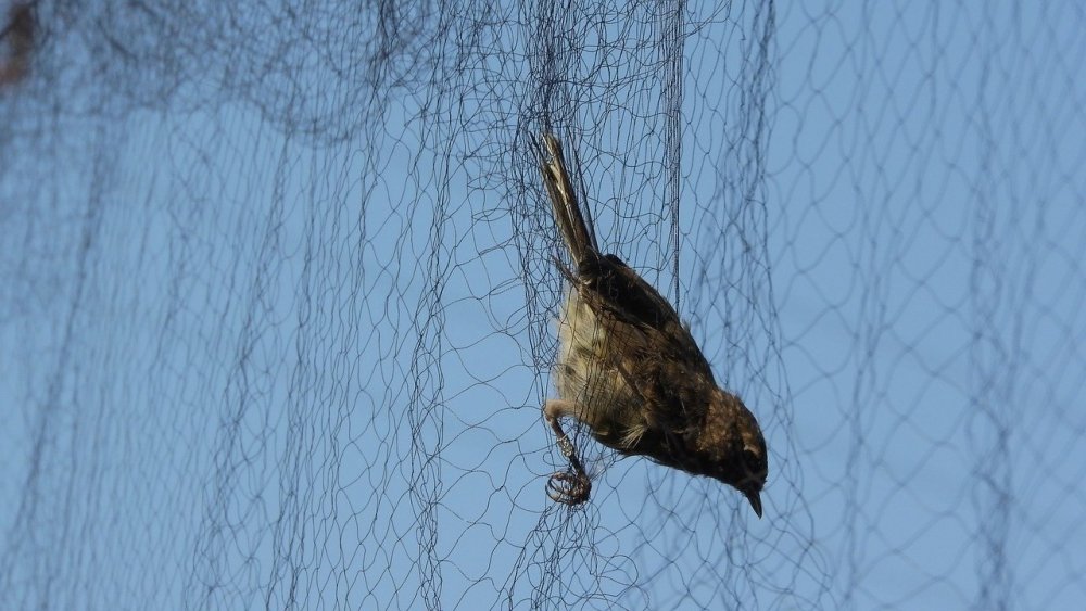 Паутинная сеть для птиц