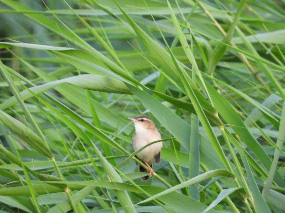 Стайка певчий сверчок (Locustella certhiola) — уязвимый вид в полёте