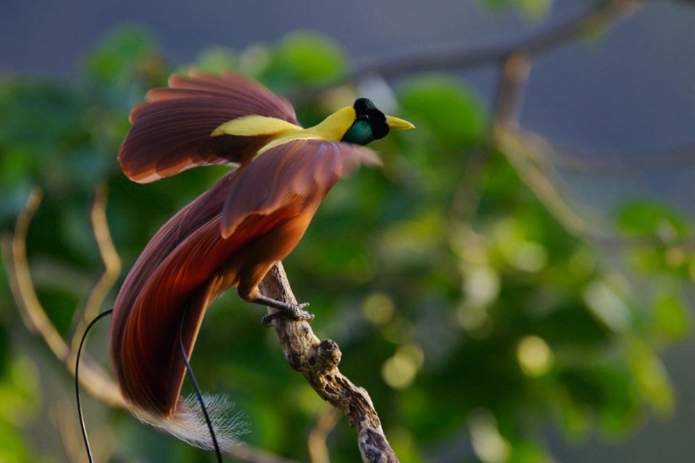 Синеголовая великолепная Райская птица