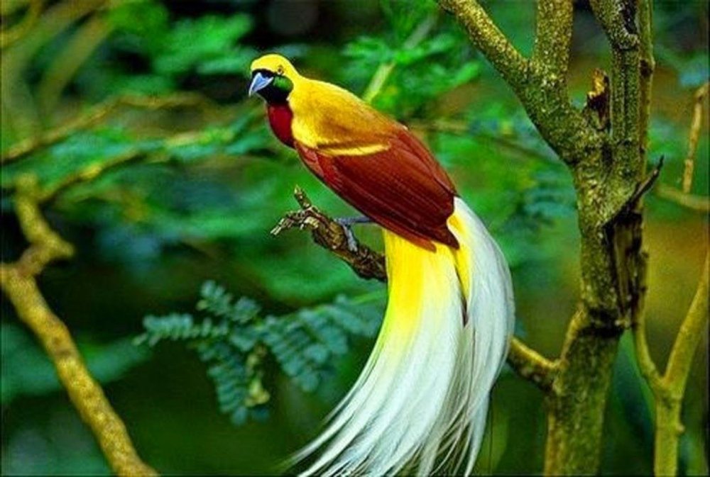 Реггинова Райская птица