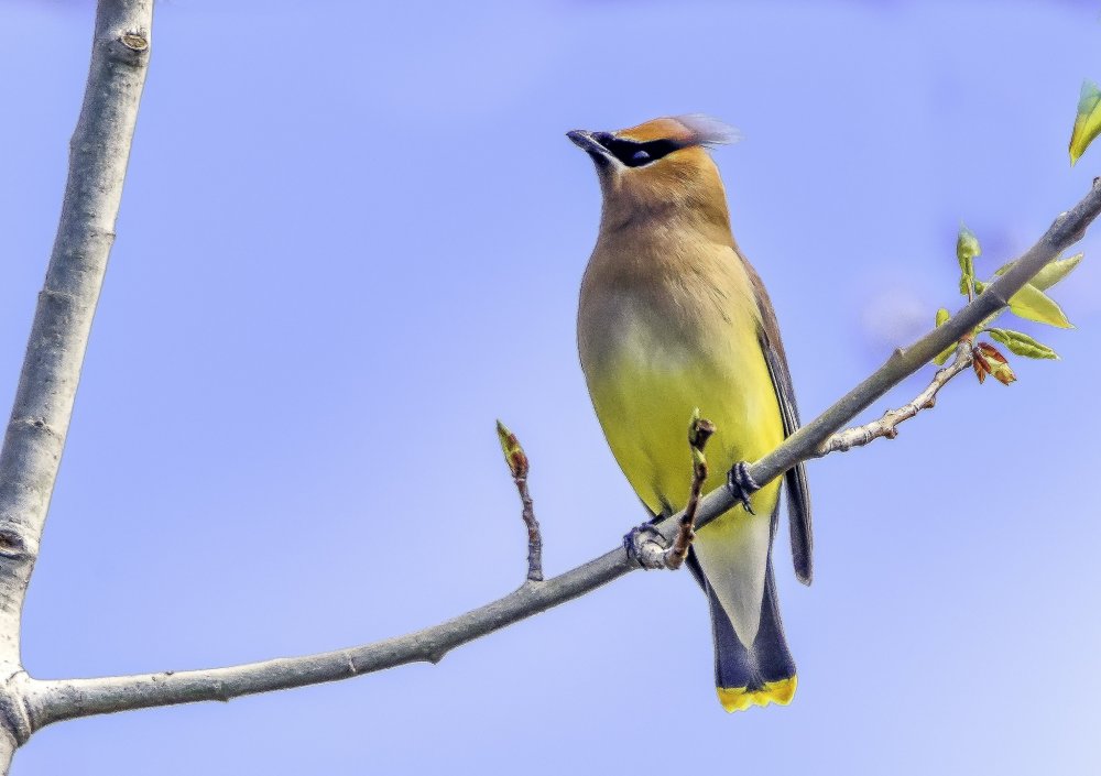 Птичка с желтой грудкой и хохолком