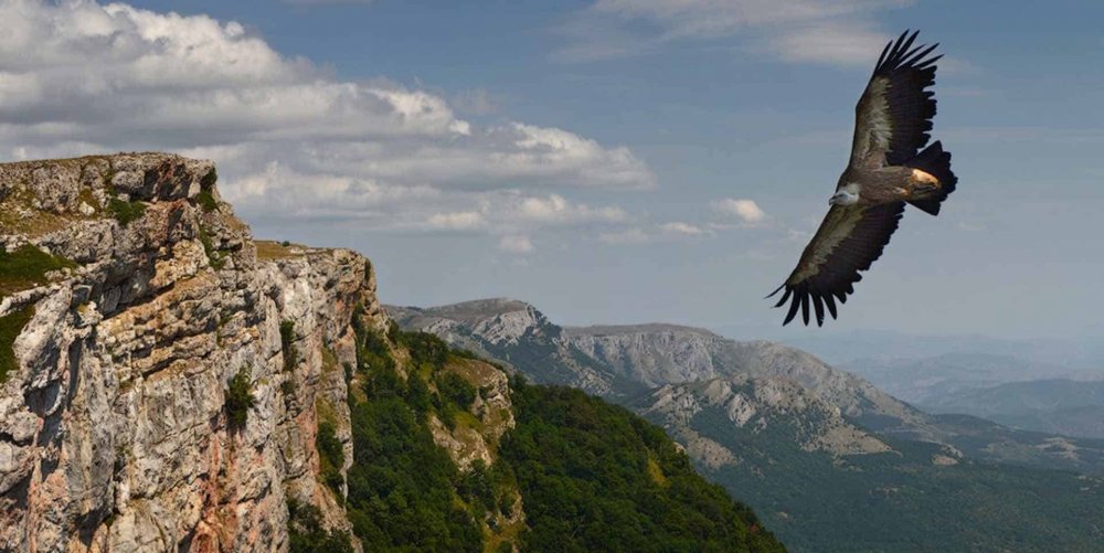 Орел Крымский горный