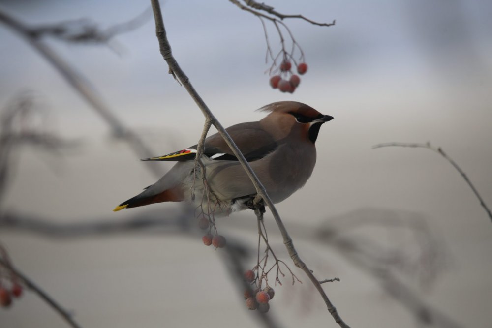 Зимующие птицы воробьи на ветках Ростовской области