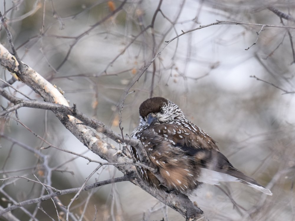 Птицы Южной Якутии